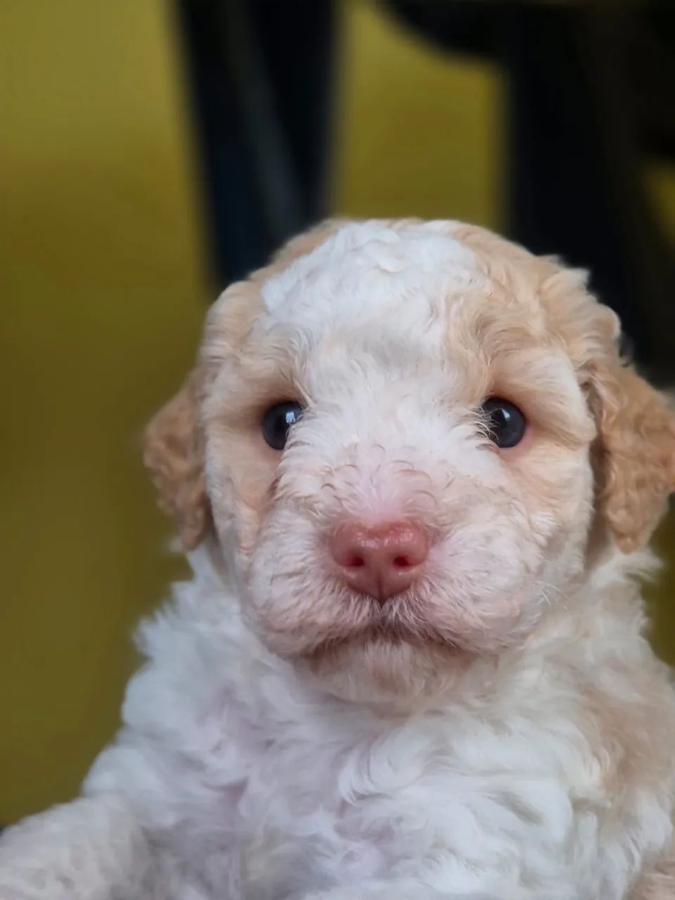 Poodle N 1 