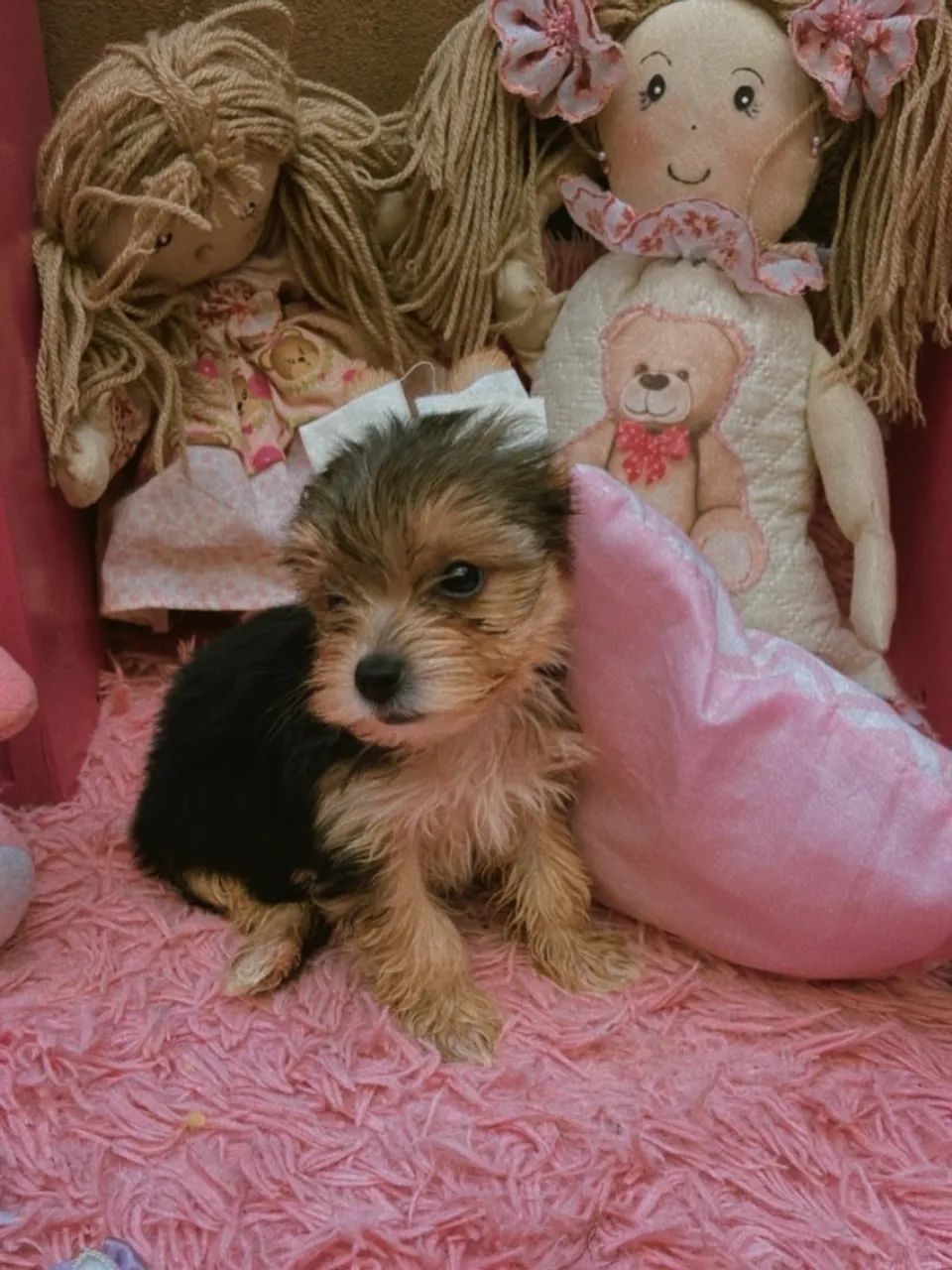 Filhote de Yorkshire Terrier para venda - Foto 4