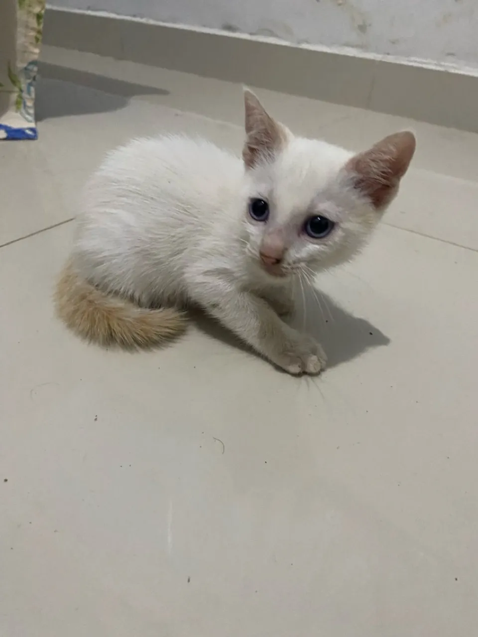 Doação de gatinhos