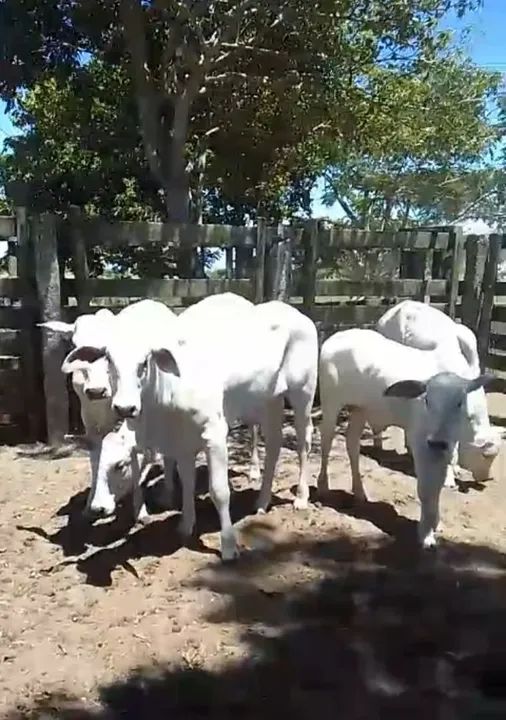 Bezerros Nelore puros - Foto 4