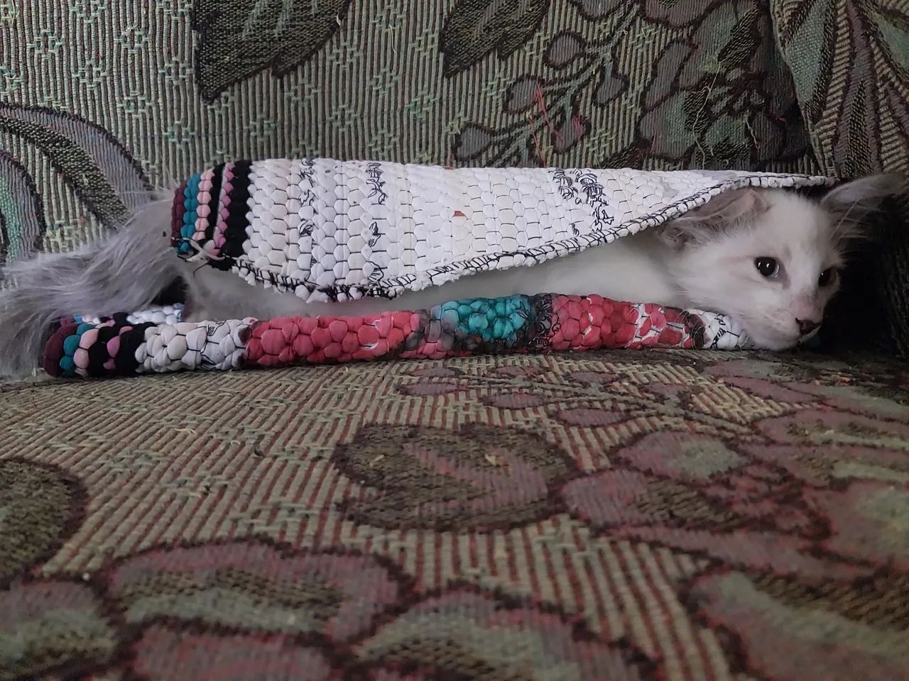 Adote Duquesa - Foto 6