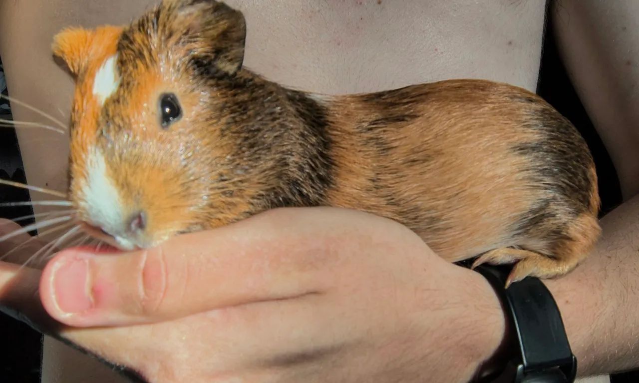 Porquinha da índia fêmea 4 meses (com toca e comedouro) - Foto 5