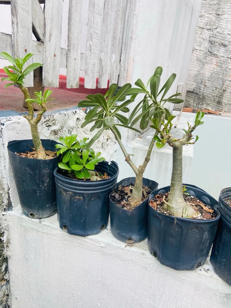 4 Mudas de Adenium obesum (Rosa do Deserto)