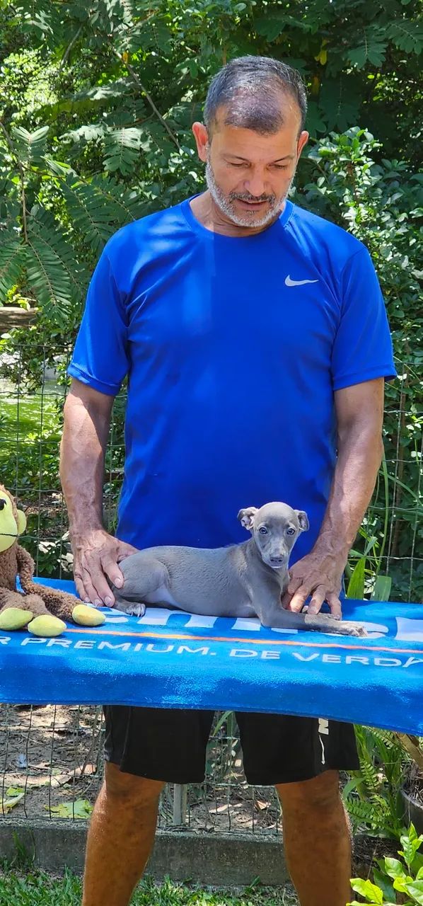 Galgo Italiano Menorzinho Cinza