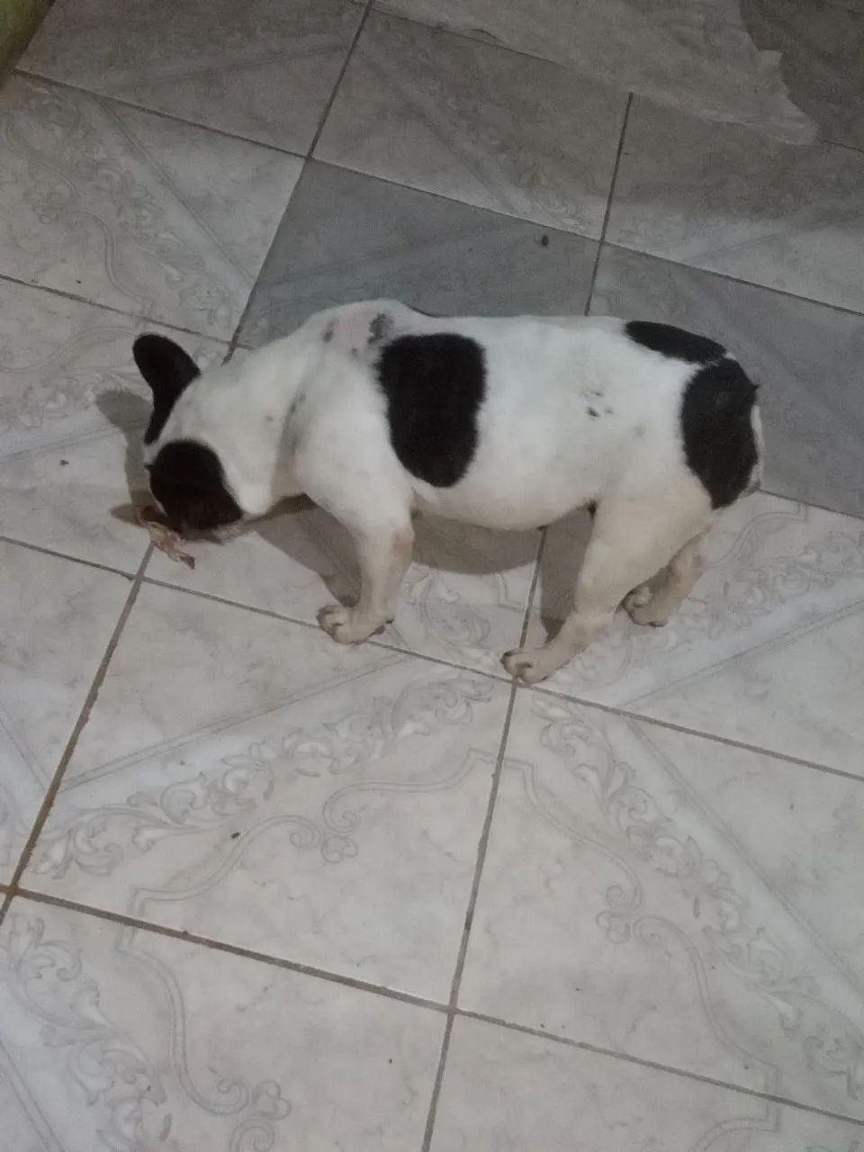 Bulldog fêmea Microchipada venda  - Foto 3