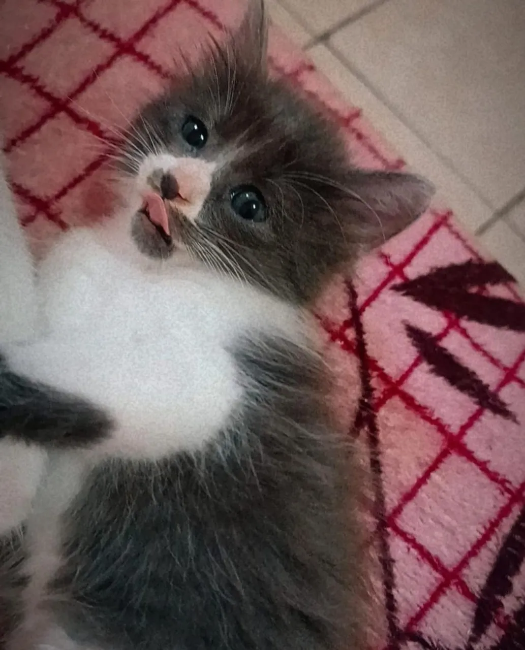 Gatos para adoção