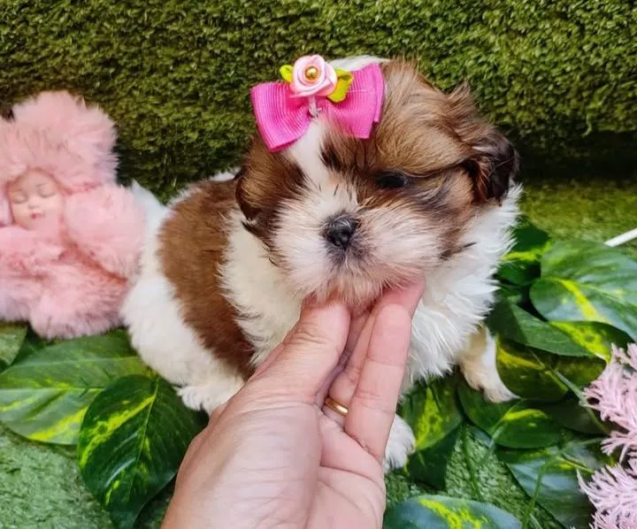 Filhote Shih Tzu fêmea Para exigentes!!