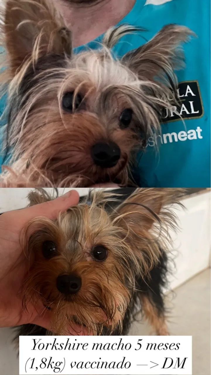 Yorkshire macho 5 meses  - Foto 2