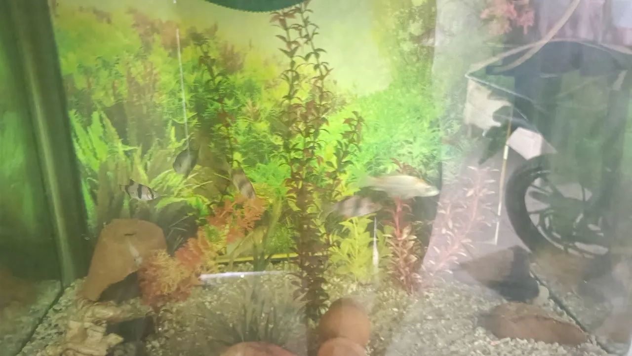 Aquário de 100L com Acessórios - Foto 3