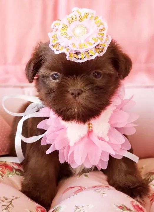 Shihtzu para venda  - Foto 3