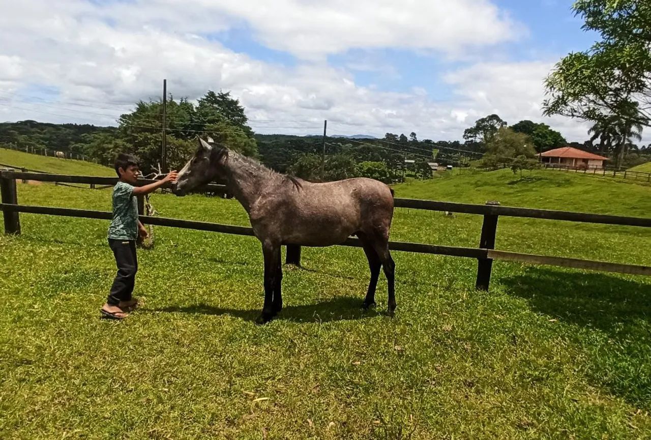 Cavalo Mangalarga Marchador - Foto 5