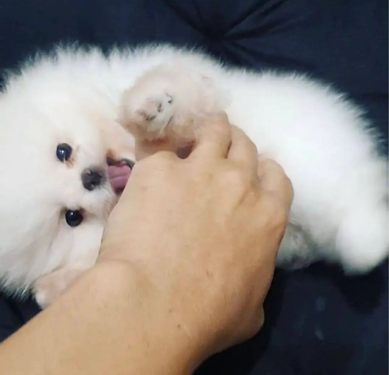 Lulu da Pomerania Mini padrão ursinho meninas e menino Pronta entrega! - Foto 4