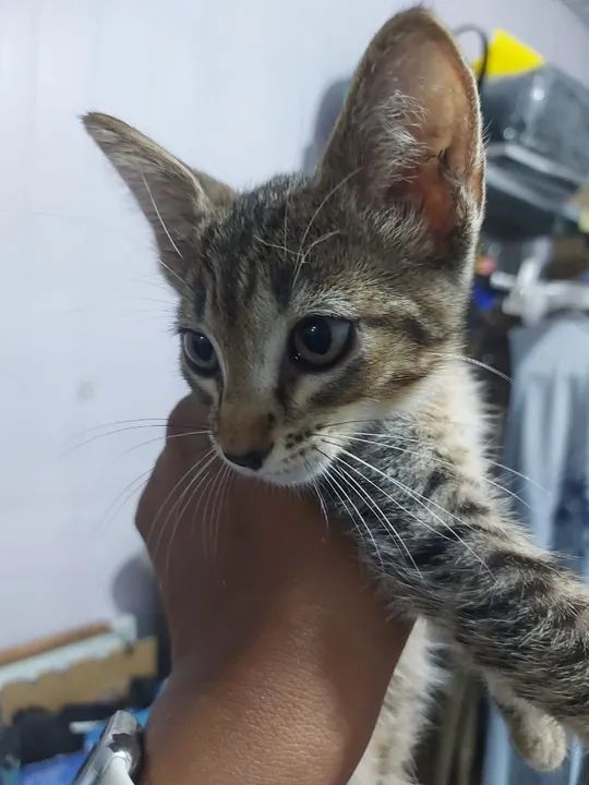 Gatinho lindo disponível para adoção - Foto 6