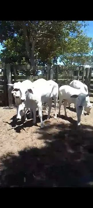 Bezerros Nelore puros