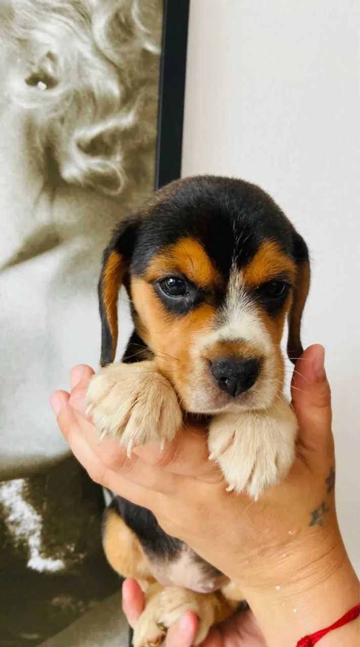 Filhote de Beagle 