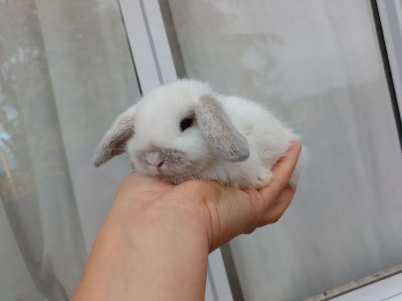 Coelho Mini Lop  - Foto 3