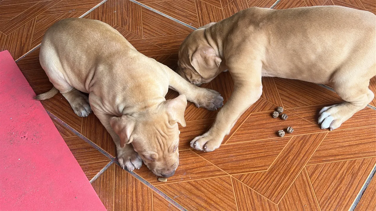 Filhotes de Pitbull para venda