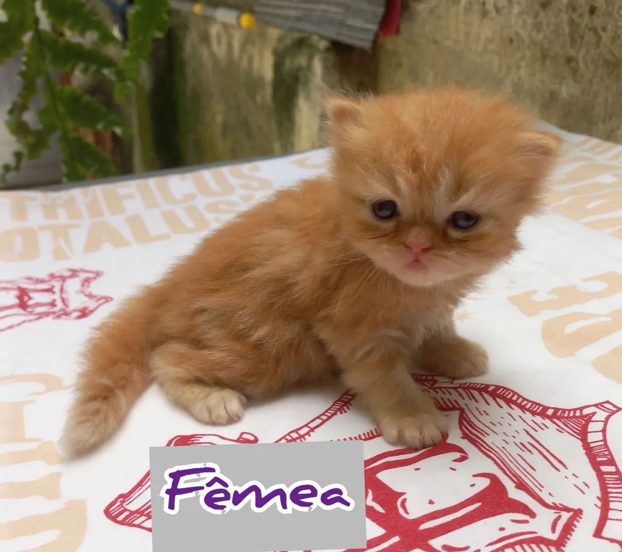 Filhotes Gatinhos Persas - Foto 2