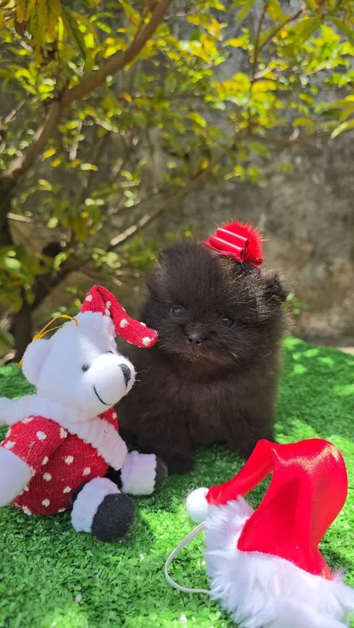 Dia das mães o seu presente está aqui, filhote de lulu