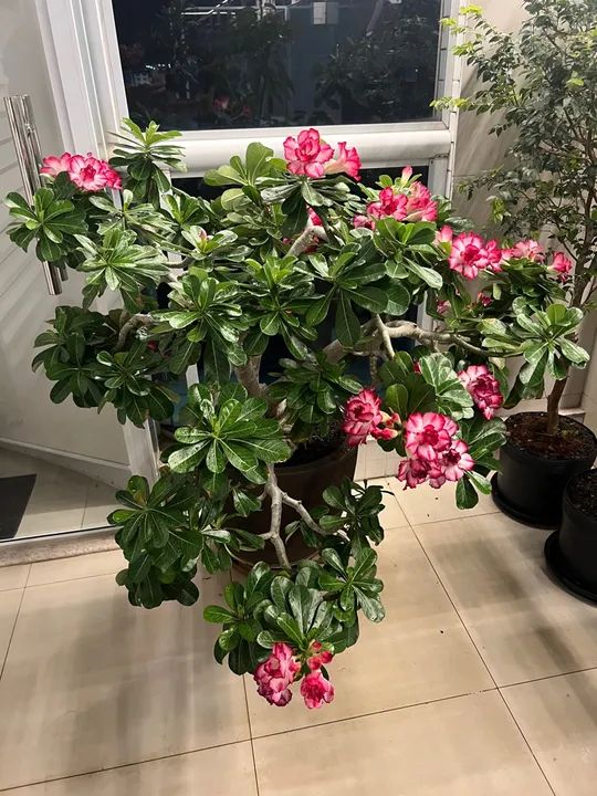 Rosa do Deserto Adulta 8 Anos