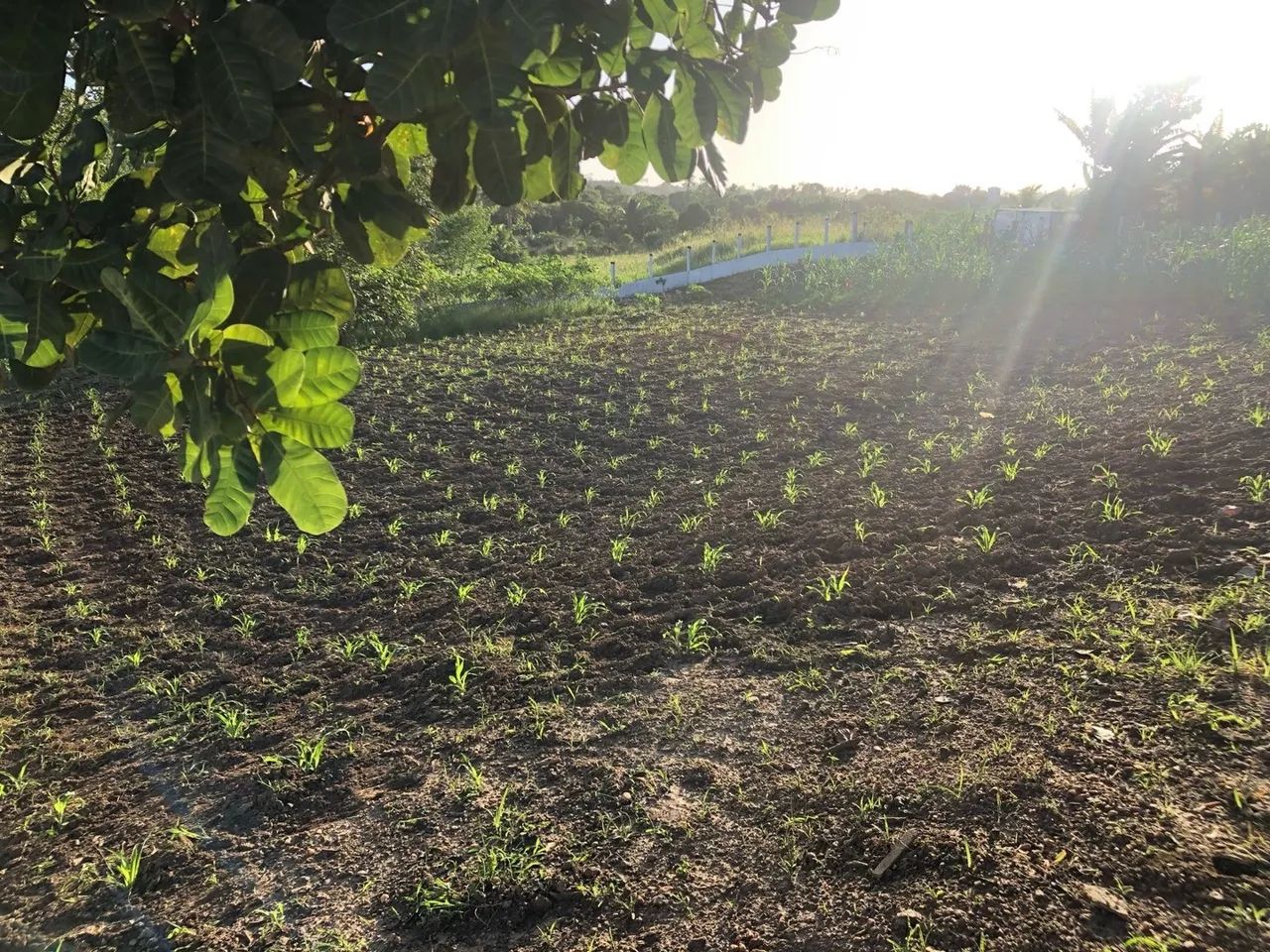Terreno próximo ao eco parque timbó - Foto 3
