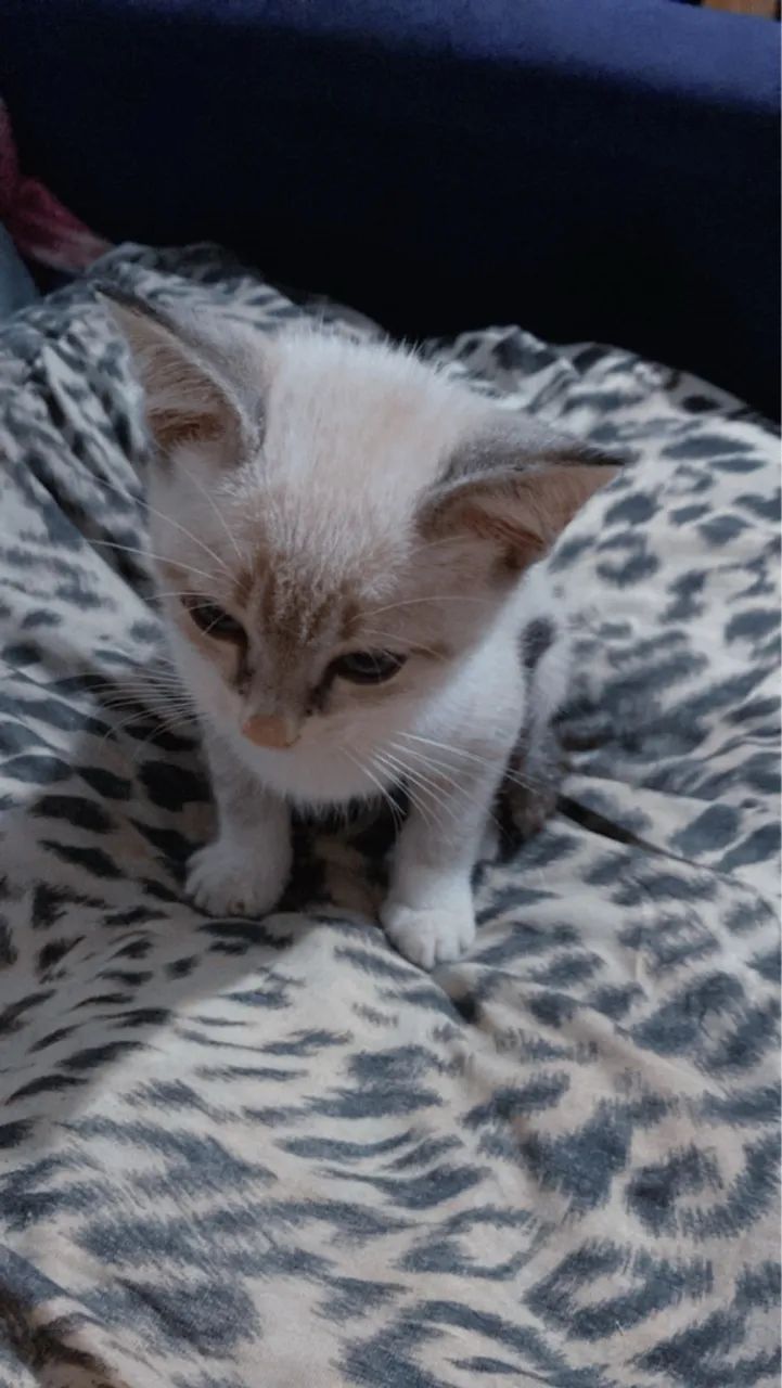 Gatinho disponível para adoção - Foto 3