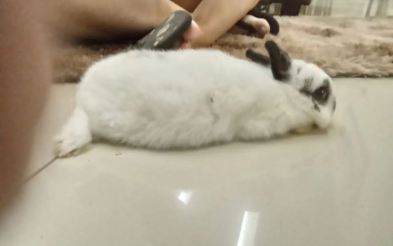 Vendo coelho netherland, 8 meses, com gaiola, banheiro higiênico 