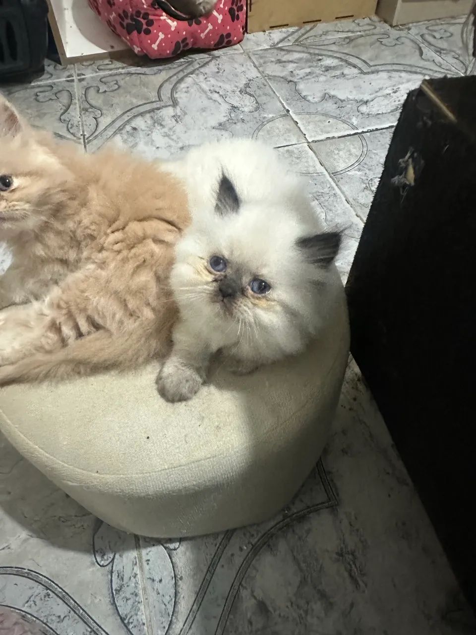 Filhote gato persa himalaia 