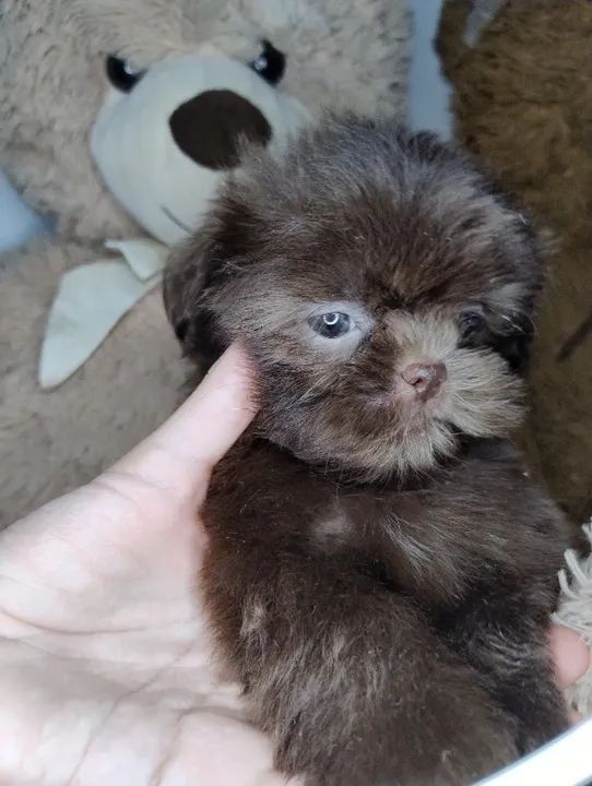 Cachorro Shih Tzu Fêmeas 1200  Chocolate macho 650 - Foto 3