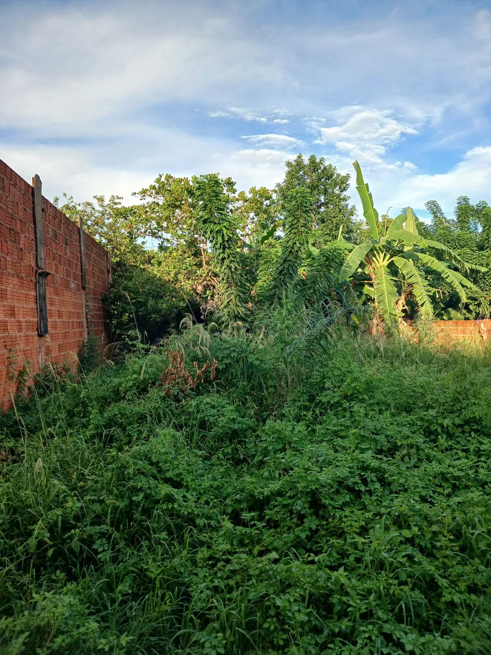 Terreno comodato