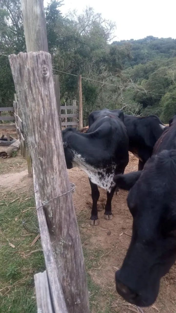 Animais  - Foto 2