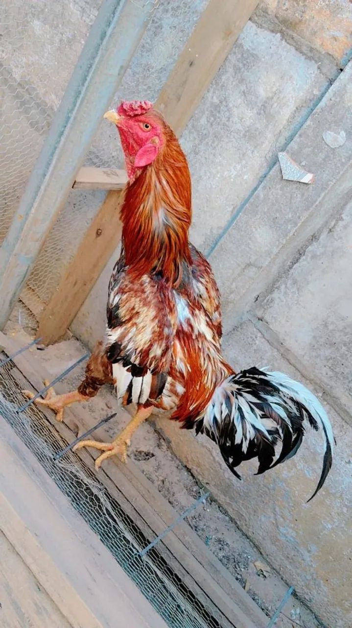 Galo a venda de boa qualidade genética  - Foto 2