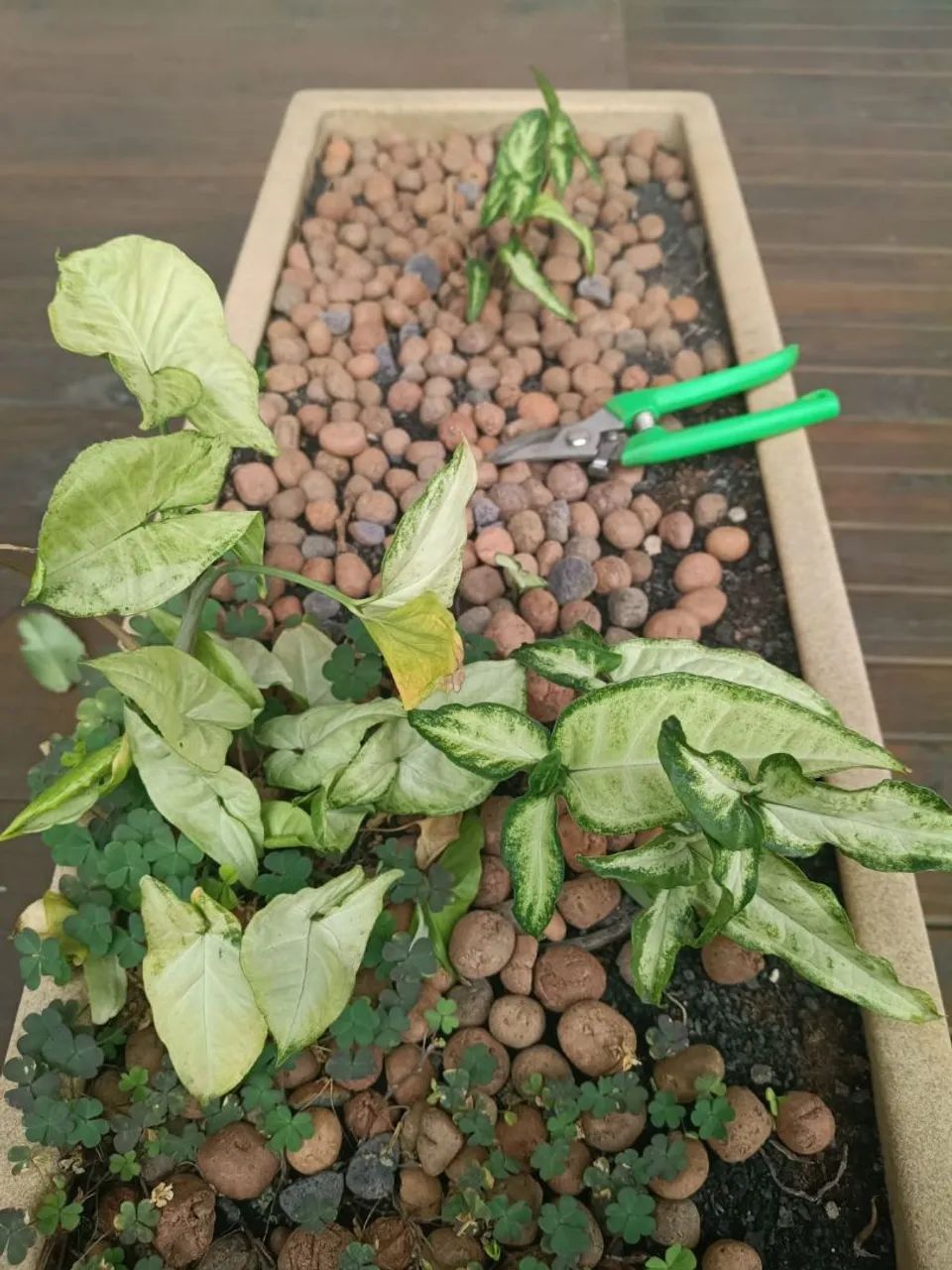 Auxiliar de jardinagem  - Foto 3