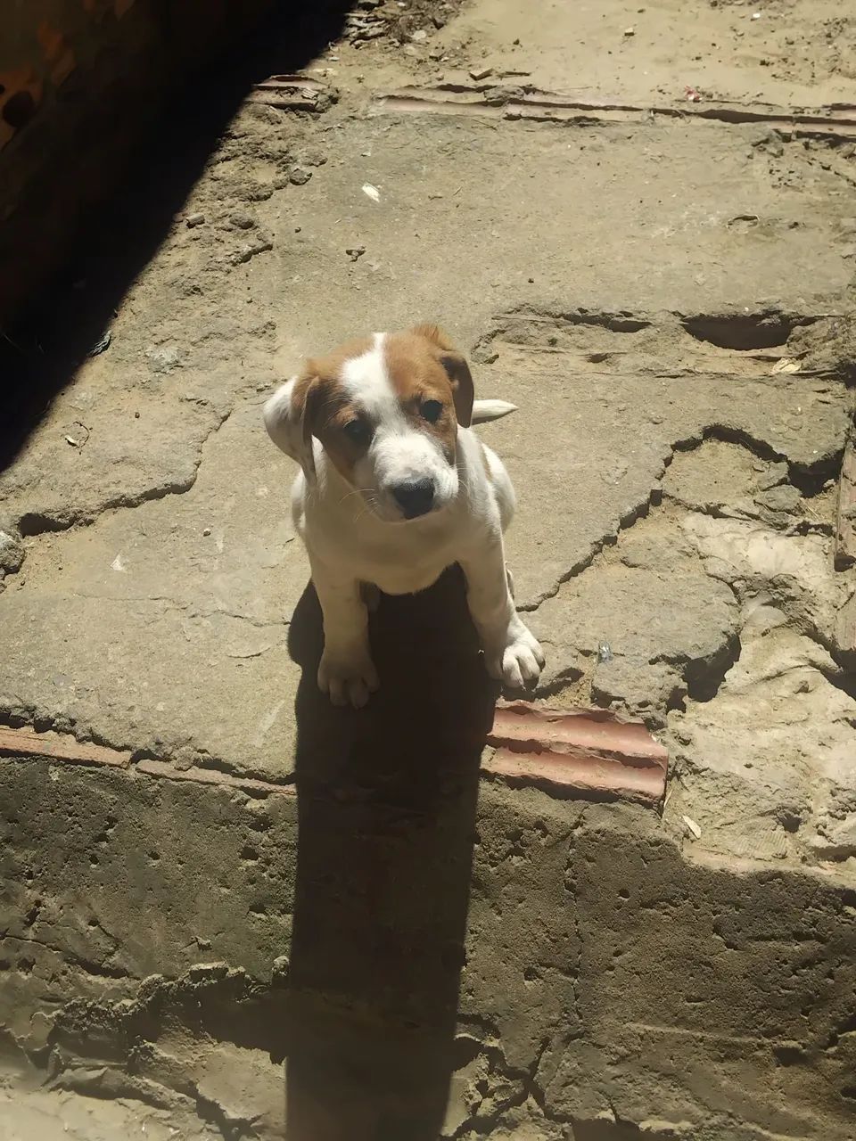 Doação de filhotes