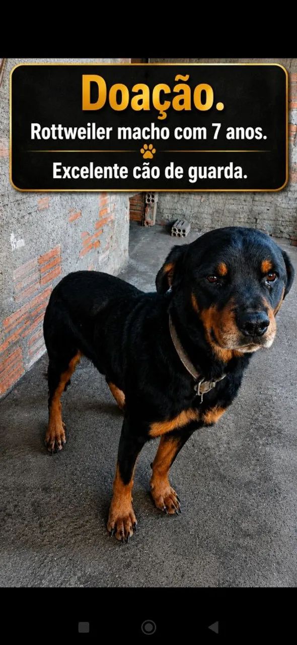 Doação de Rottweiler macho - Foto 5