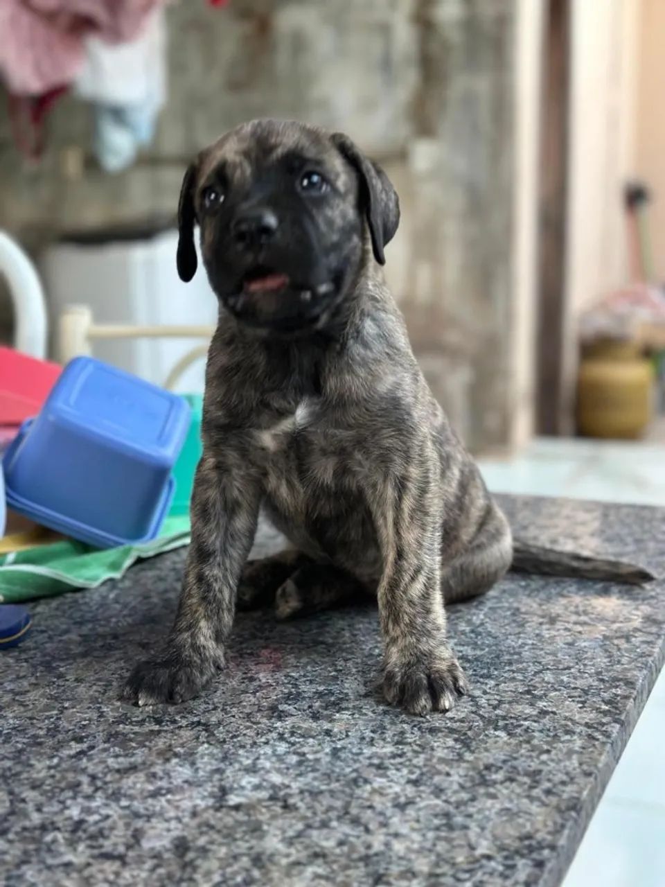 VENDE -SE FILHOTES CANE CORSO  - Foto 3