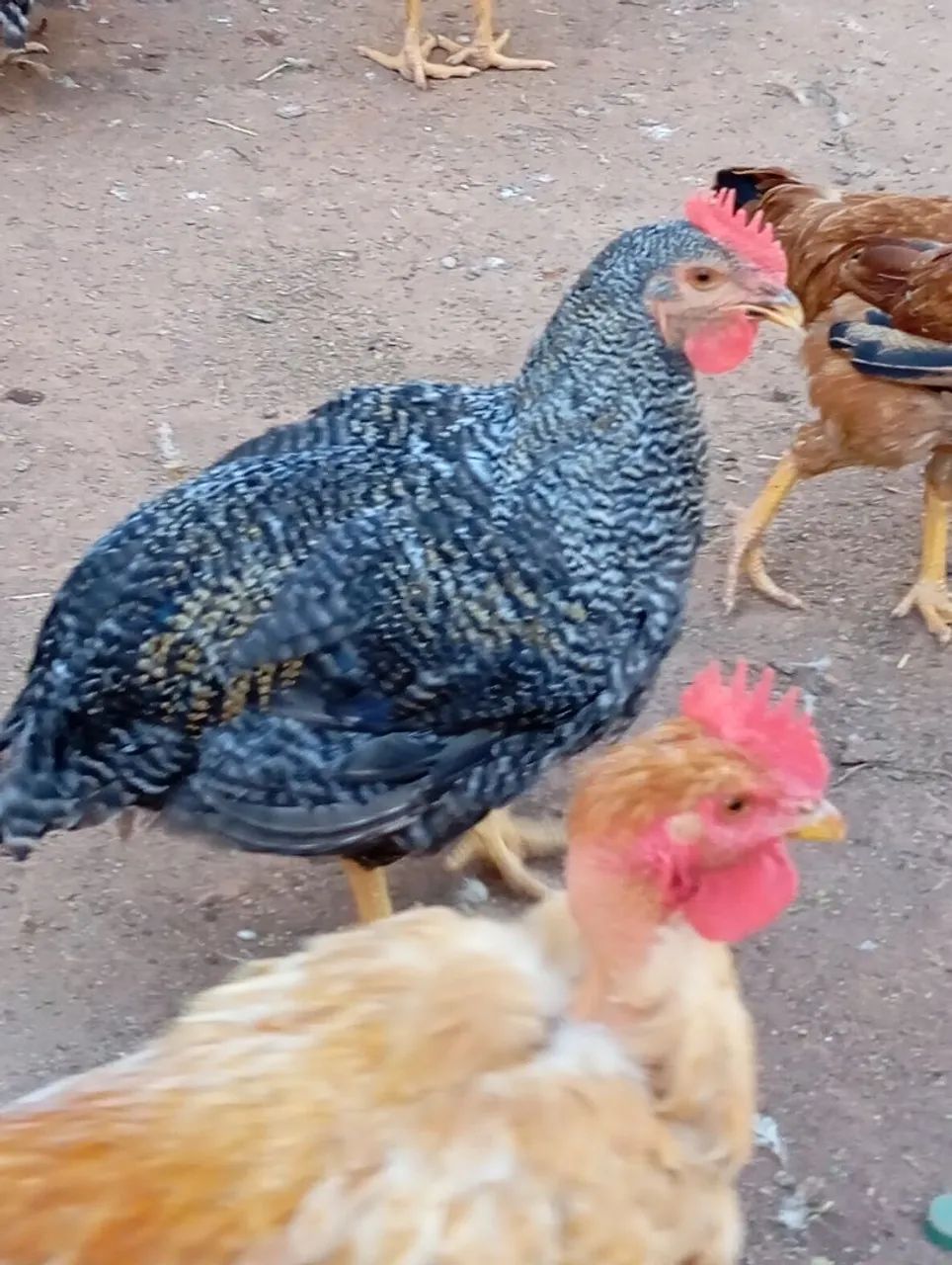 Frango canadense  - Foto 2