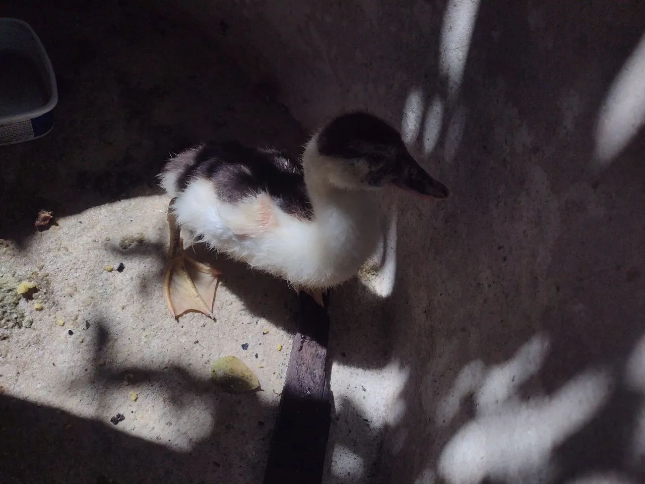 Pato