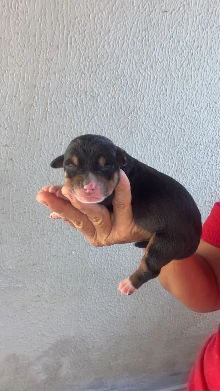 Beagle com salsicha  - Foto 2