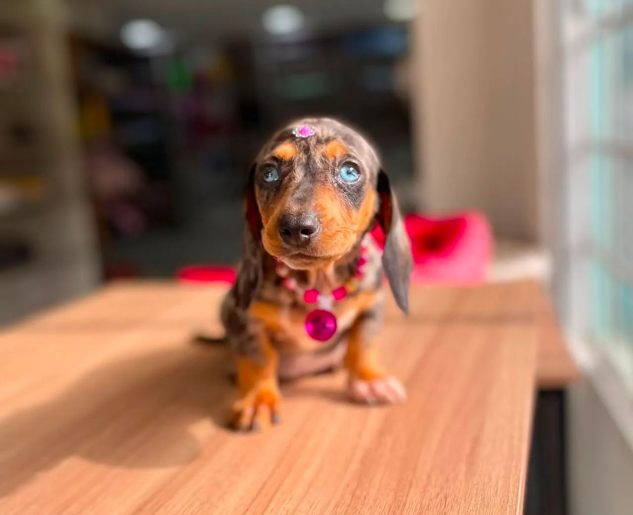 Salsicha  - Foto 3