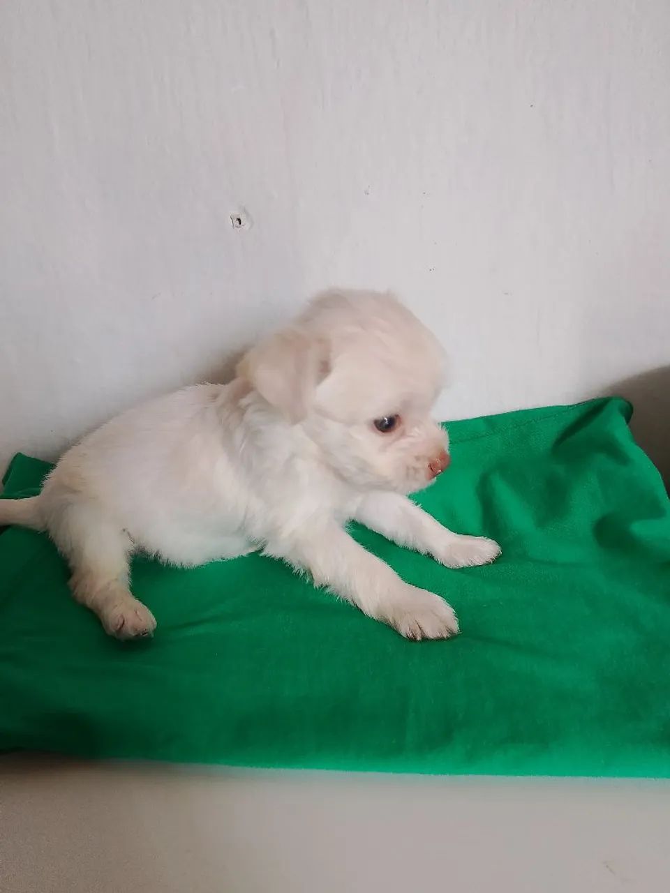 Vendo poodle toy 