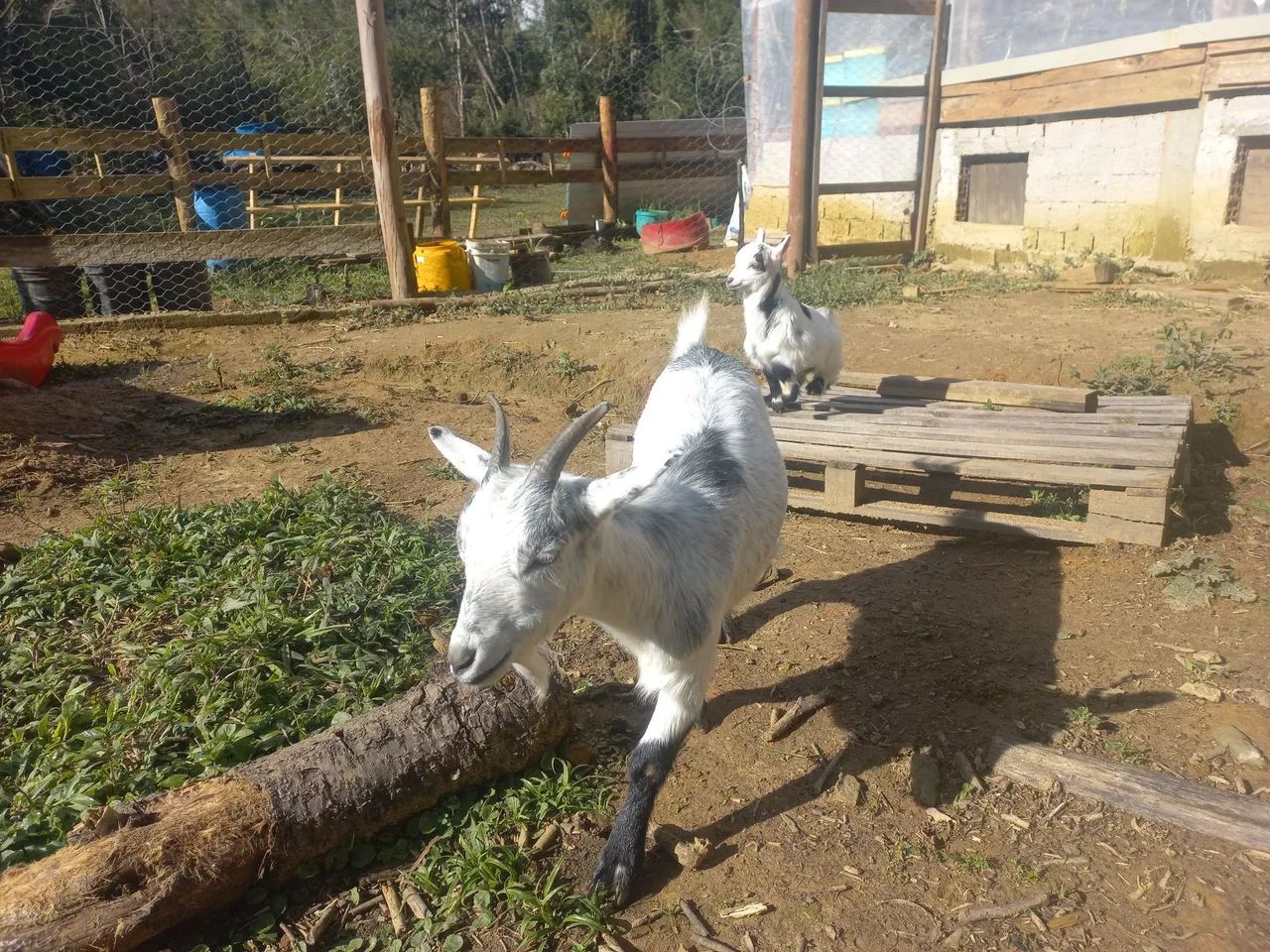 Mini cabra  - Foto 3