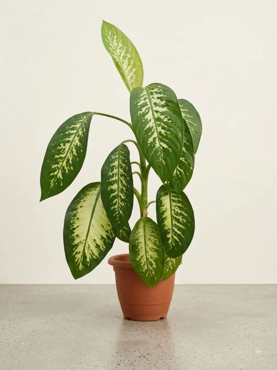 Planta no vaso.