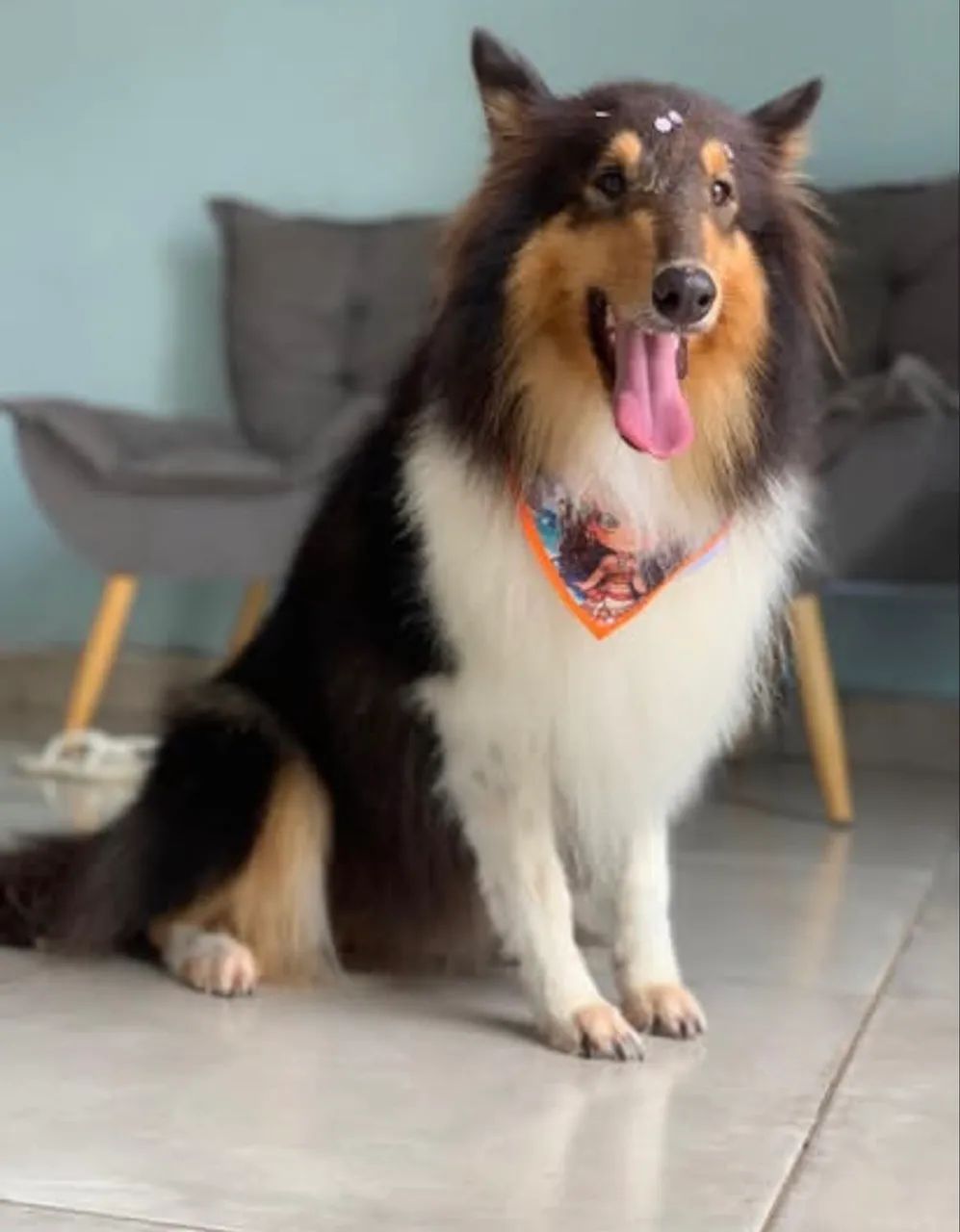 Filhotes de Collie  - Foto 2
