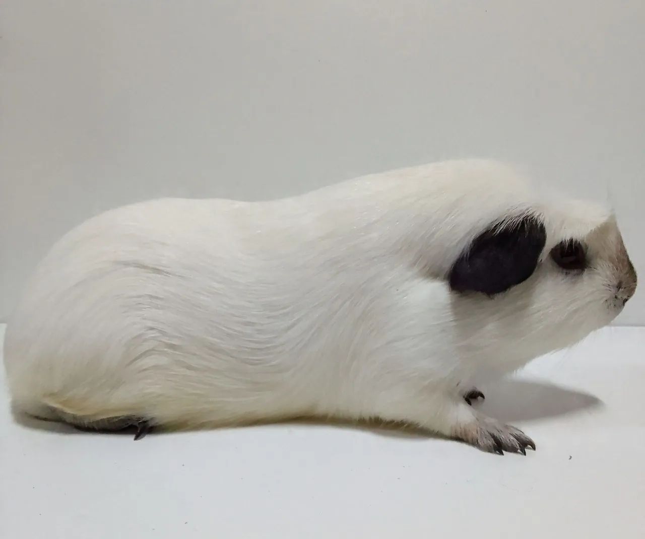 Porquinho da Índia Califórnia  - Foto 2