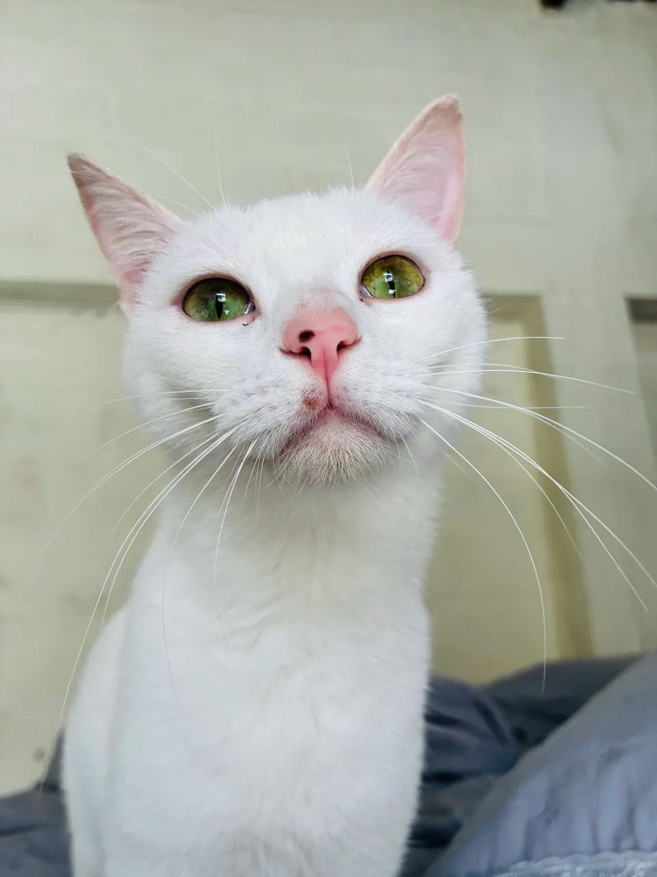 Adoção Gata Julieta  - Foto 4