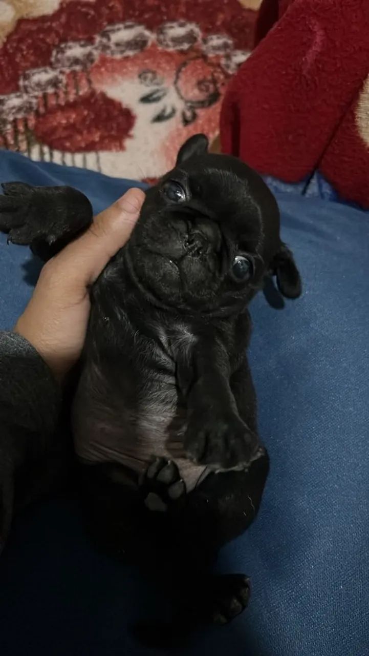 Pug Fêmea e Macho. - Foto 3