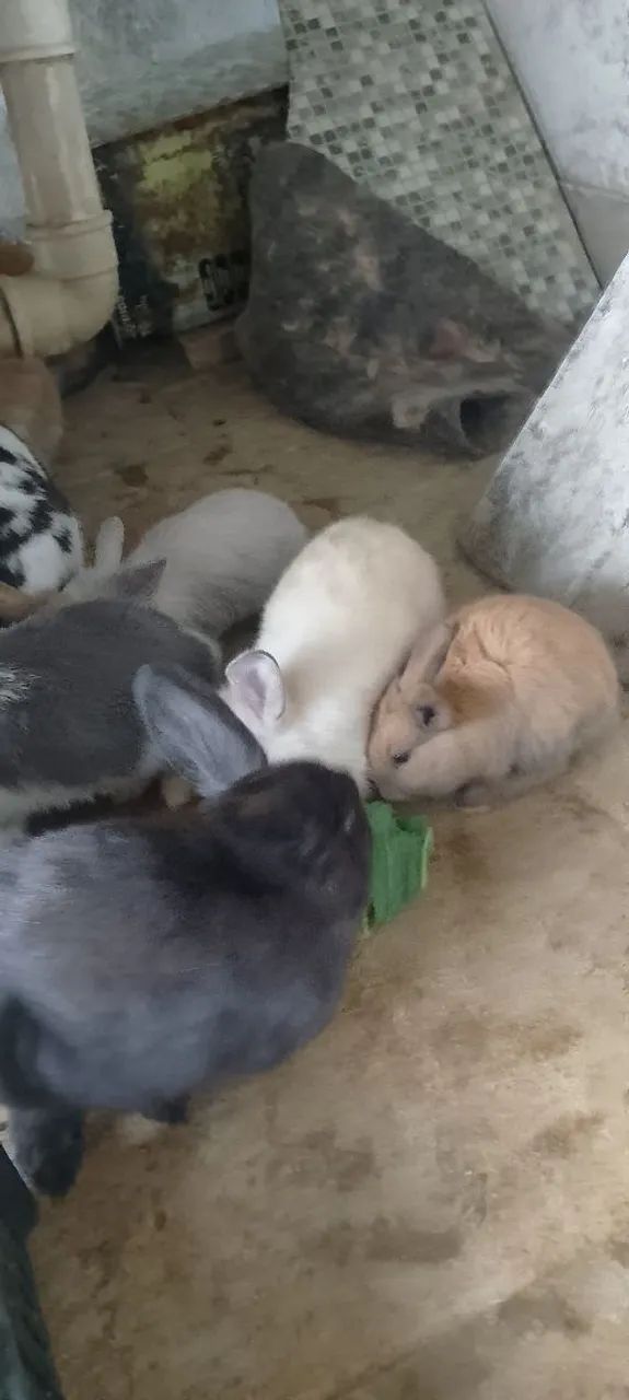 Coelho mini lop - Foto 2