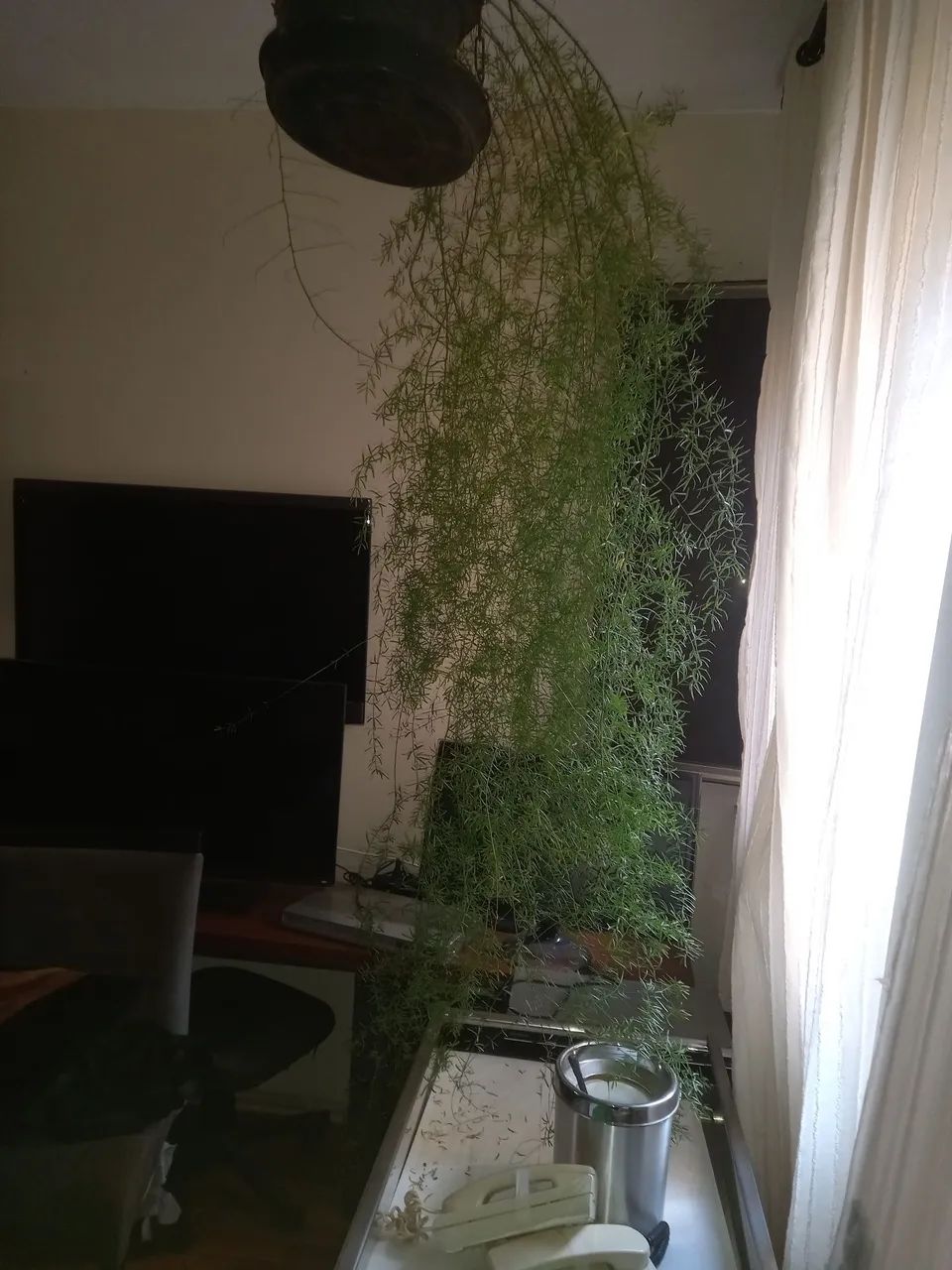 Aspargo alfinete  - Foto 3