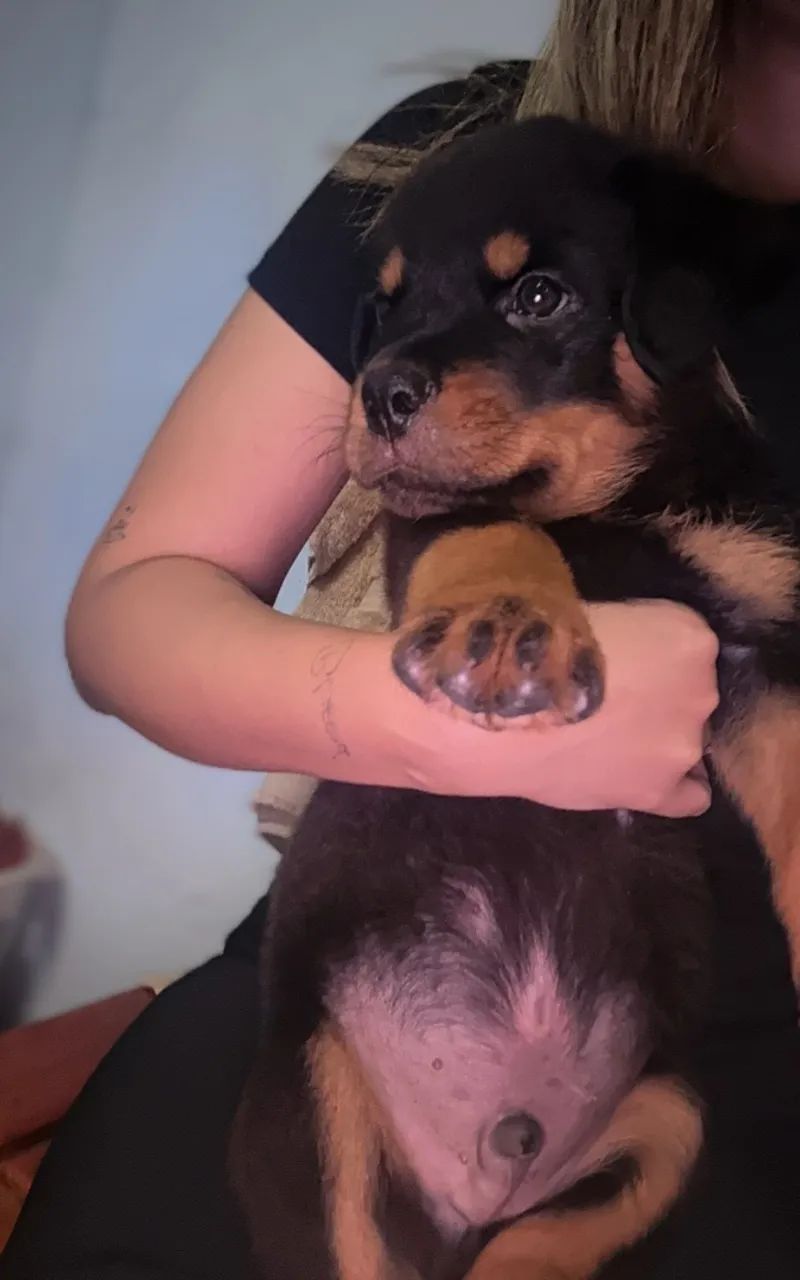 Cachorro rottweiler  - Foto 5